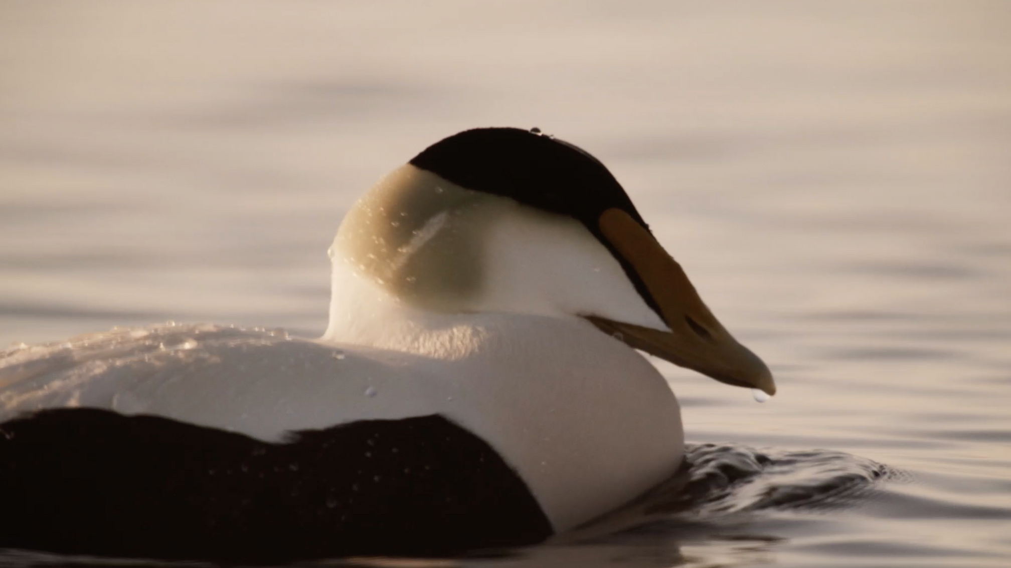 Ducks at deadly depths